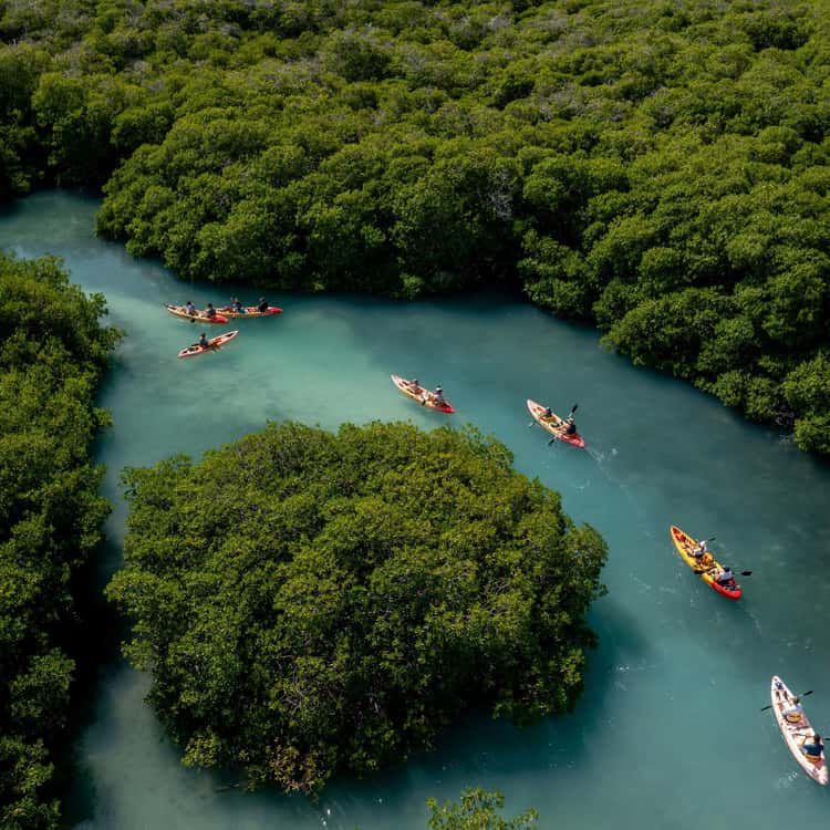 Kayaking in mangroves