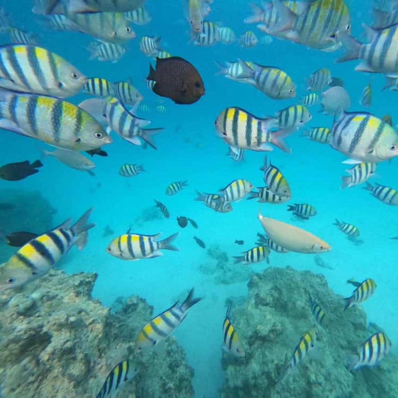 Striped reef fish