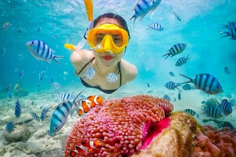 Clownfish in sea anemone