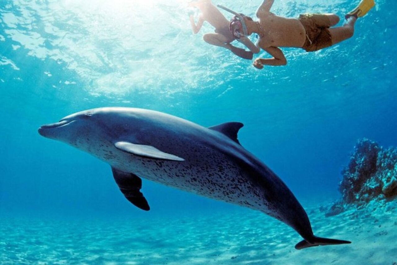 Snorkeling with dolphin